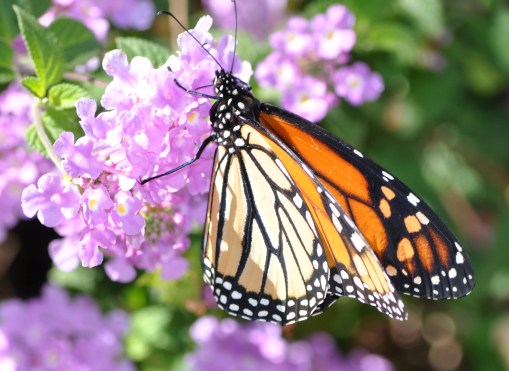 photos from ipad-106